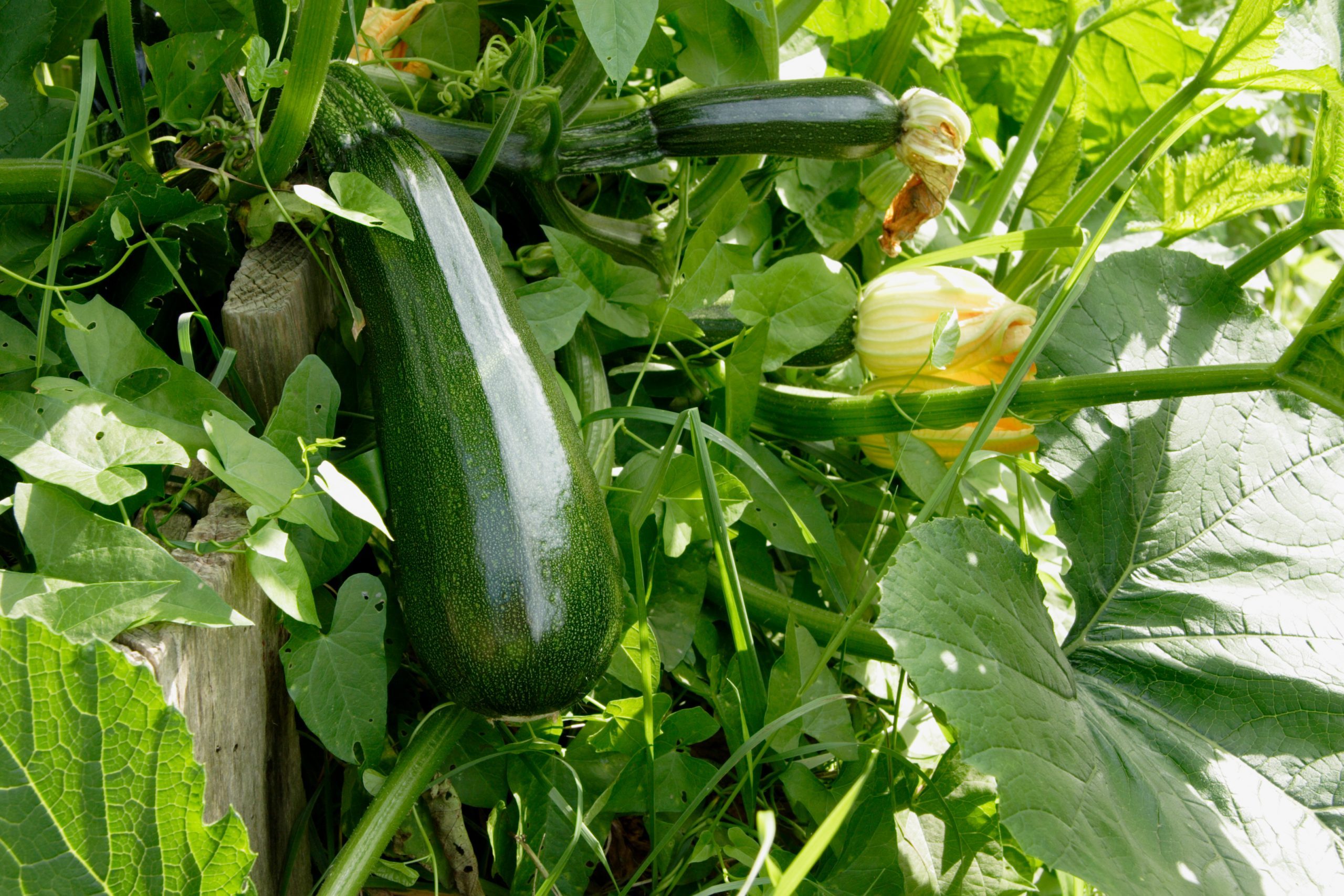 Nice ripe Zucchinis growing over garden