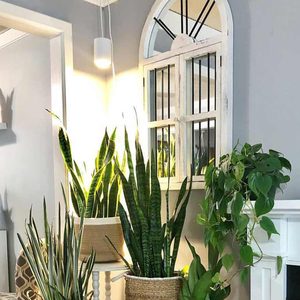 A collection of various houseplants thrives near a white-framed mirror, illuminated by soft light, set against a grey wall in a cozy room.