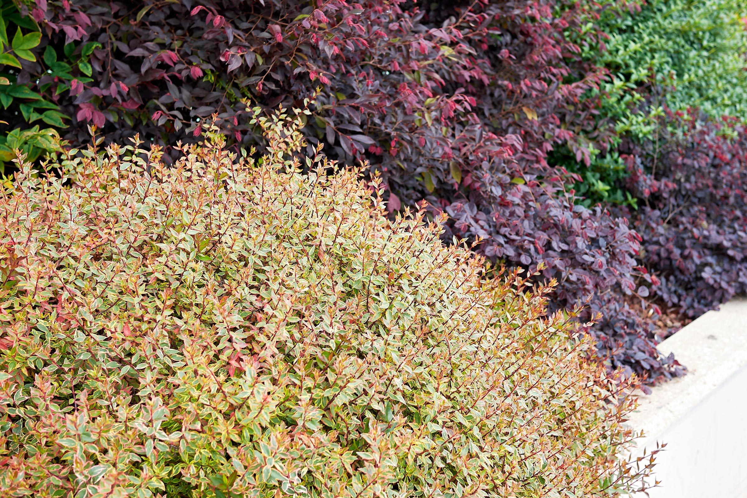 Fhm Landscaping Bush Gettyimages 1410088735 Jvedit