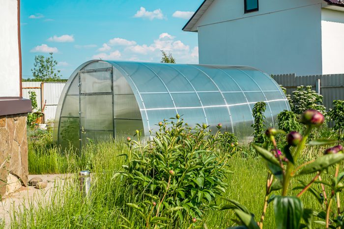 A greenhouse stands in a garden, surrounded by tall grass and various plants, under a clear blue sky with a few scattered clouds.