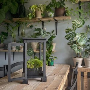 A black terrarium sits on a wooden table, featuring vibrant green plants, with lush foliage visible on shelves in the background.