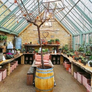 A bare tree stands in a wooden barrel inside a greenhouse, surrounded by tables filled with potted plants and gardening supplies on stone walls.