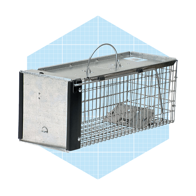 A metal animal trap sits on a light blue grid-patterned background, designed to capture small animals, featuring a spring-loaded door mechanism.