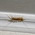 8 Bugs You Actually Want Around Your Home