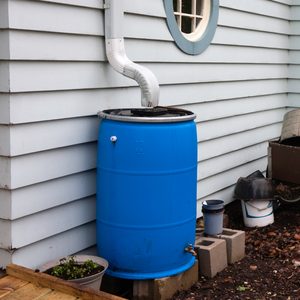 A blue rain barrel is collecting water, connected to a downspout, situated against a light-colored wooden wall surrounded by various containers and plants.