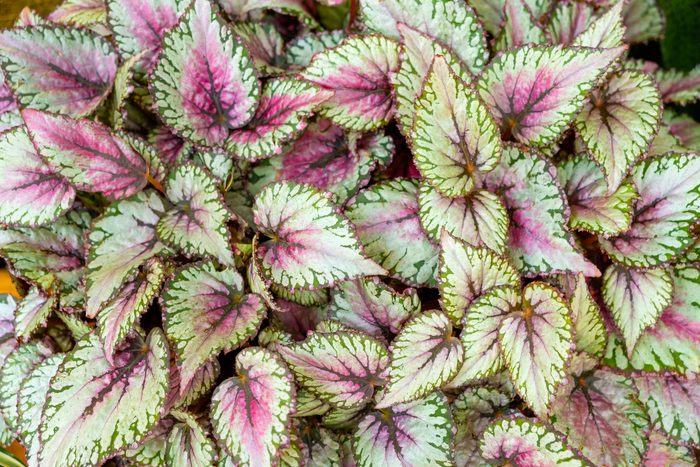 Begonia leaves, rex-cultorum