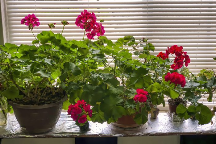 Indoor Gardening