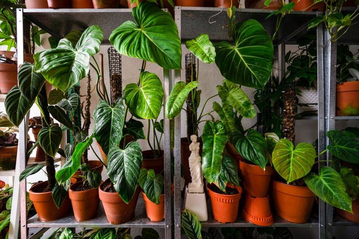 elephant ear plants