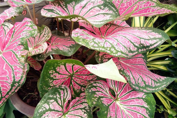 High Angle View Of Pink Flowering Plant