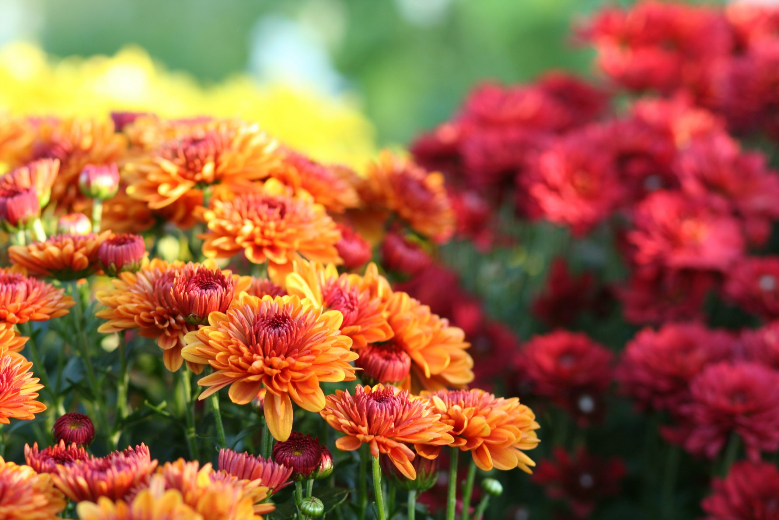 How to Keep Mums Alive Longer With a Simple Hack