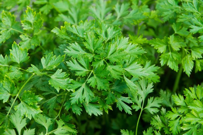 Lush green parsley leaves grow densely, showcasing their jagged edges and vibrant color in a natural setting, suggesting freshness and vitality.