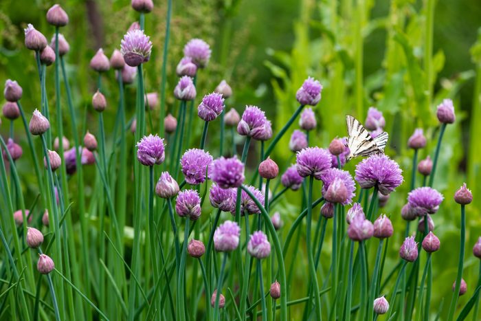 Purple chive flowers sway gently as a butterfly lands on one, surrounded by lush green foliage in a vibrant garden environment.