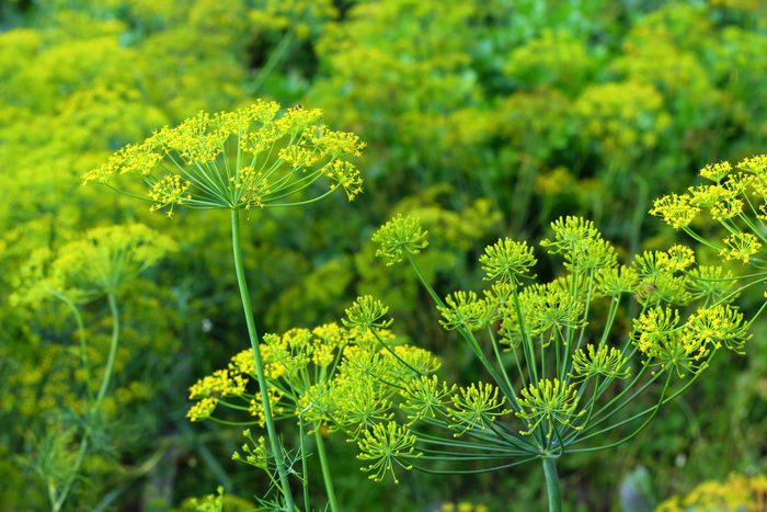 Tall green plants with bright yellow flowers are in bloom, surrounded by a lush, green background filled with more flowering plants.