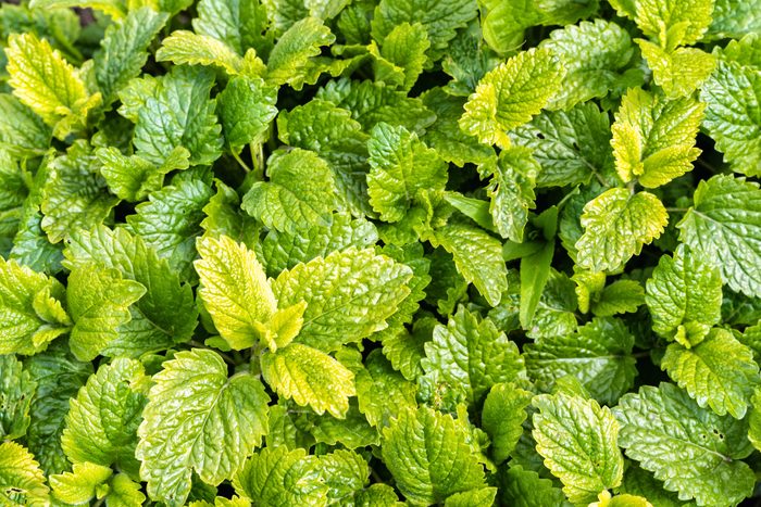 Fresh green leaves densely cover the ground, showcasing diverse shapes and textures, with light filtering through, creating a vibrant, lush environment.