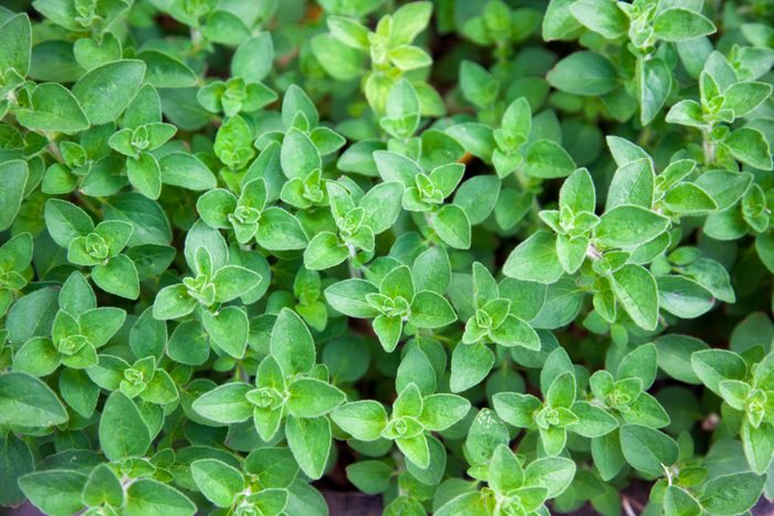 Dense green herb leaves spread across the surface, thriving in a natural setting, showcasing vibrant, healthy growth under indirect light.