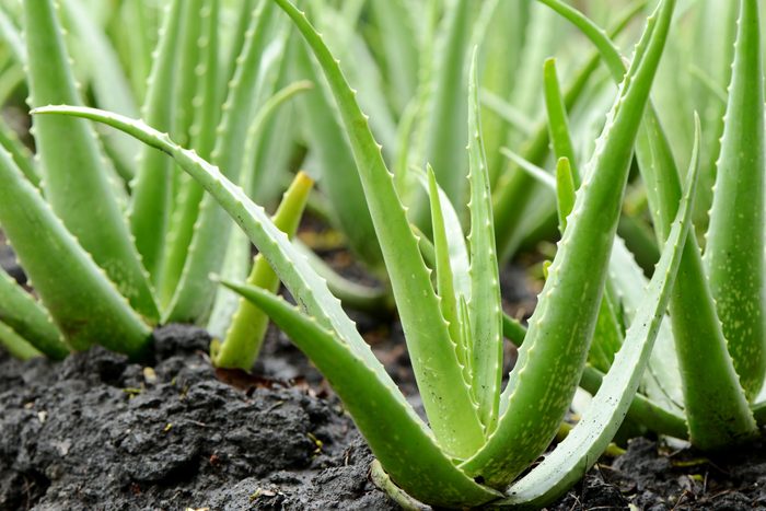 Aloe vera plants stand upright in dark, textured soil, their thick, spiky leaves reaching toward the light in a lush, green setting.