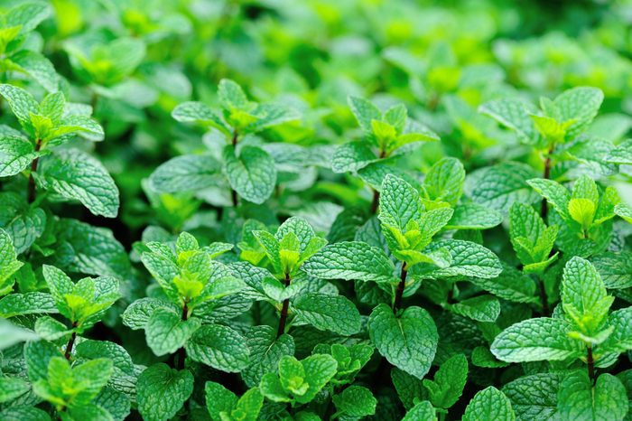 Vibrant green mint leaves flourish, spreading across the surface in dense clusters, enjoying a lush, moist environment under bright lighting.