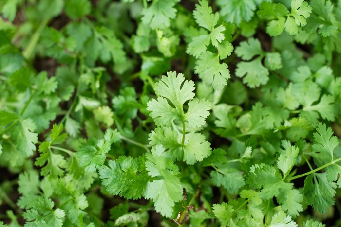 Fresh green coriander leaves fill the frame, growing in a healthy cluster under natural light, indicating a thriving garden environment.