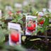Deciphering Tomato Plant Tags: What Do Those Codes Mean?