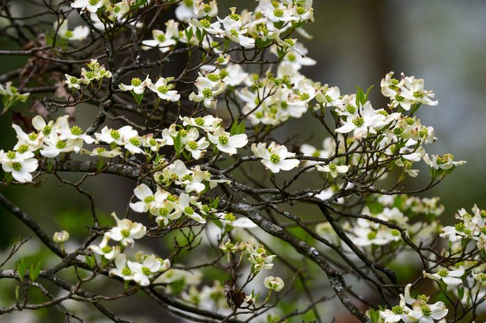 Dogwood