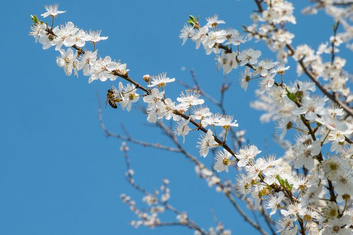 Amelanchier laevis