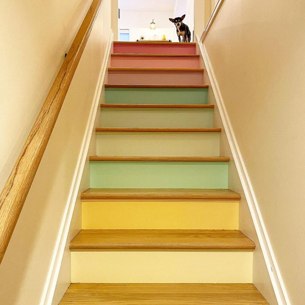 A colorful staircase features alternating pastel-colored steps. A small dog stands on the stairs, looking up toward a well-lit area at the top.