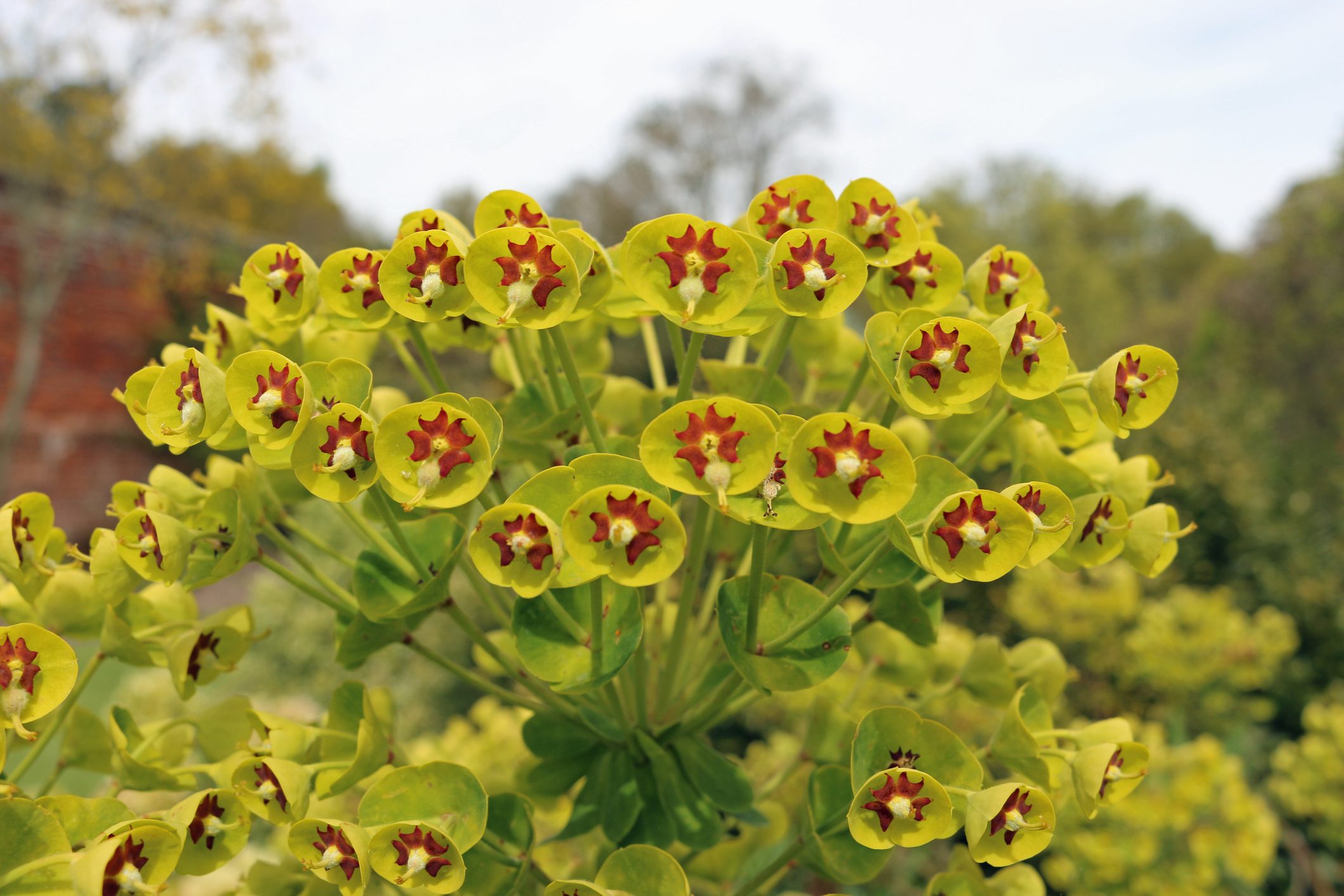 Martin's spurge in flower in close up