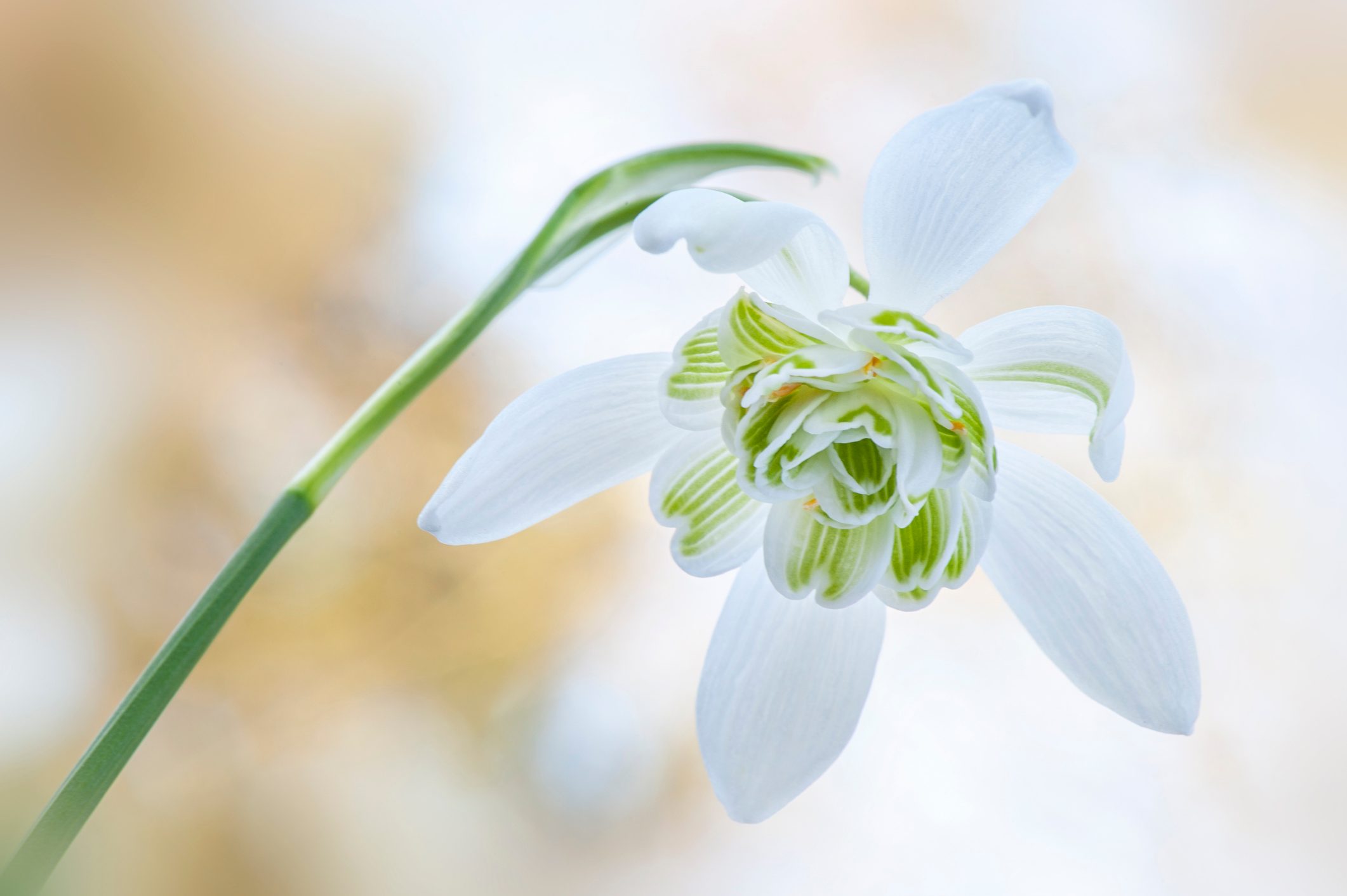 Close-up image of a beautiful, spring, white double flowered snowdrop, Galanthus nivalis 'Flore Pleno' flower against a soft background