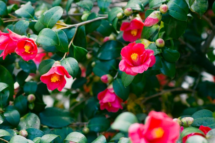 Bright pink flowers bloom amidst glossy green leaves, showcasing their vibrant colors in a lush garden setting.