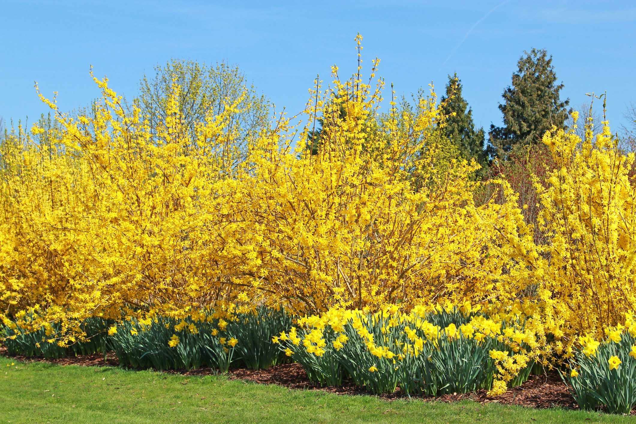 Yellow Forsythia and Daffodils