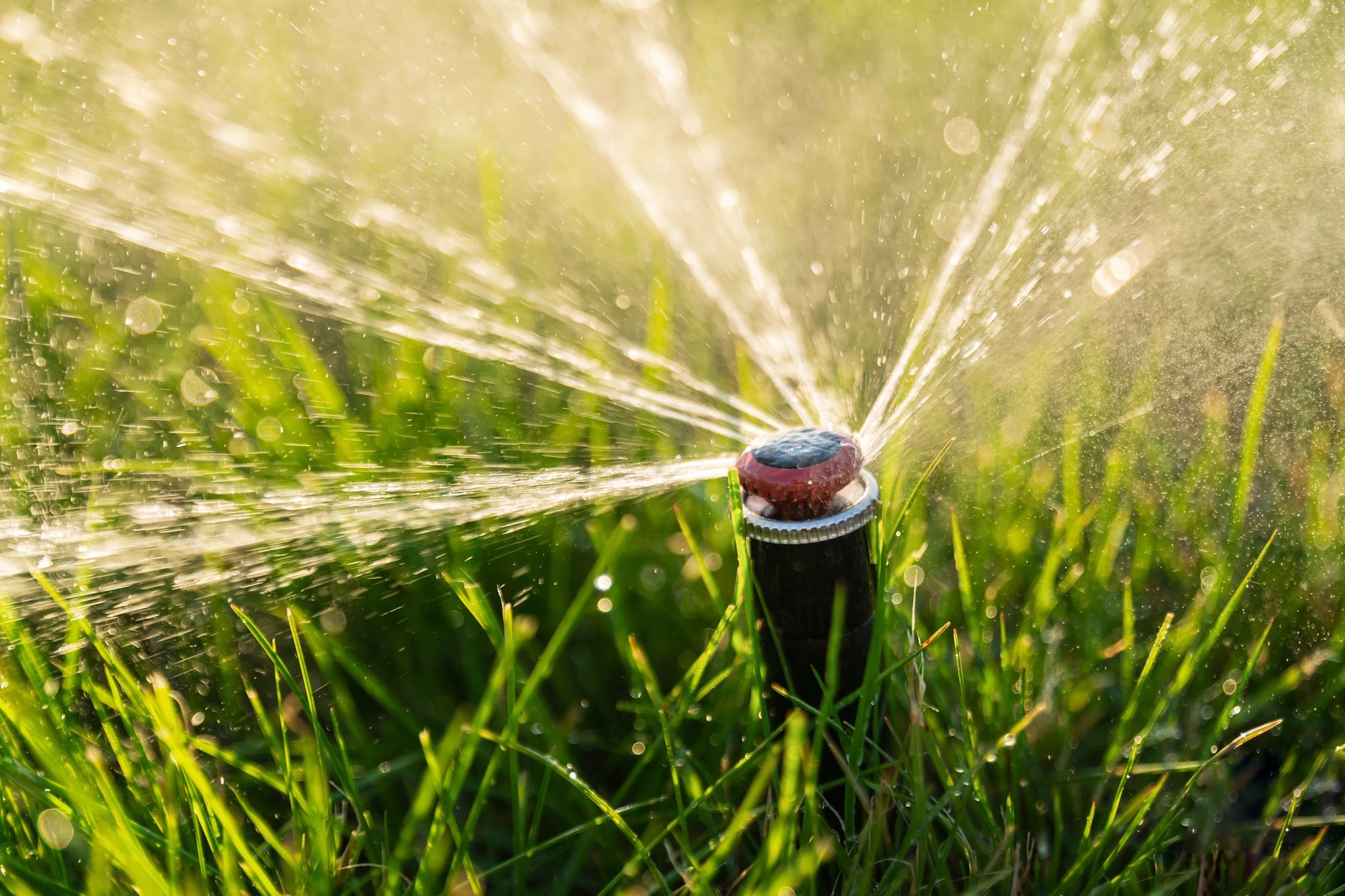 Automatic irrigation system. Water sprayer for irrigating a lawn.