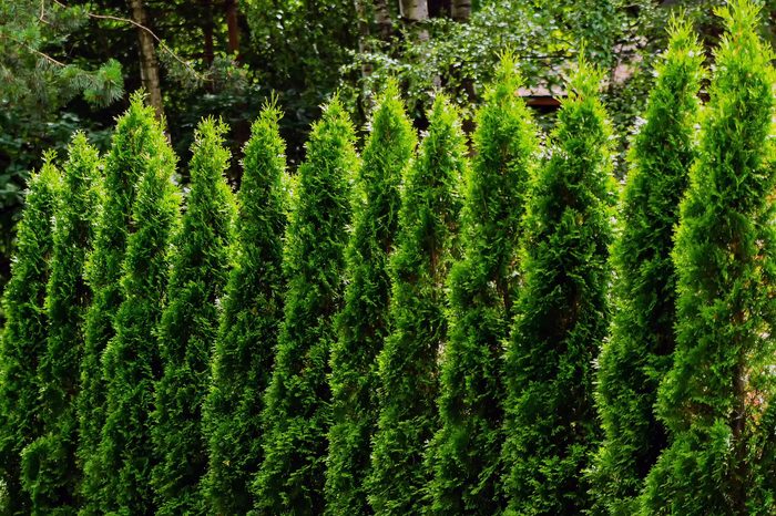 A row of tall, vibrant green hedges stands upright, creating a natural border in a lush, wooded garden filled with trees and greenery.