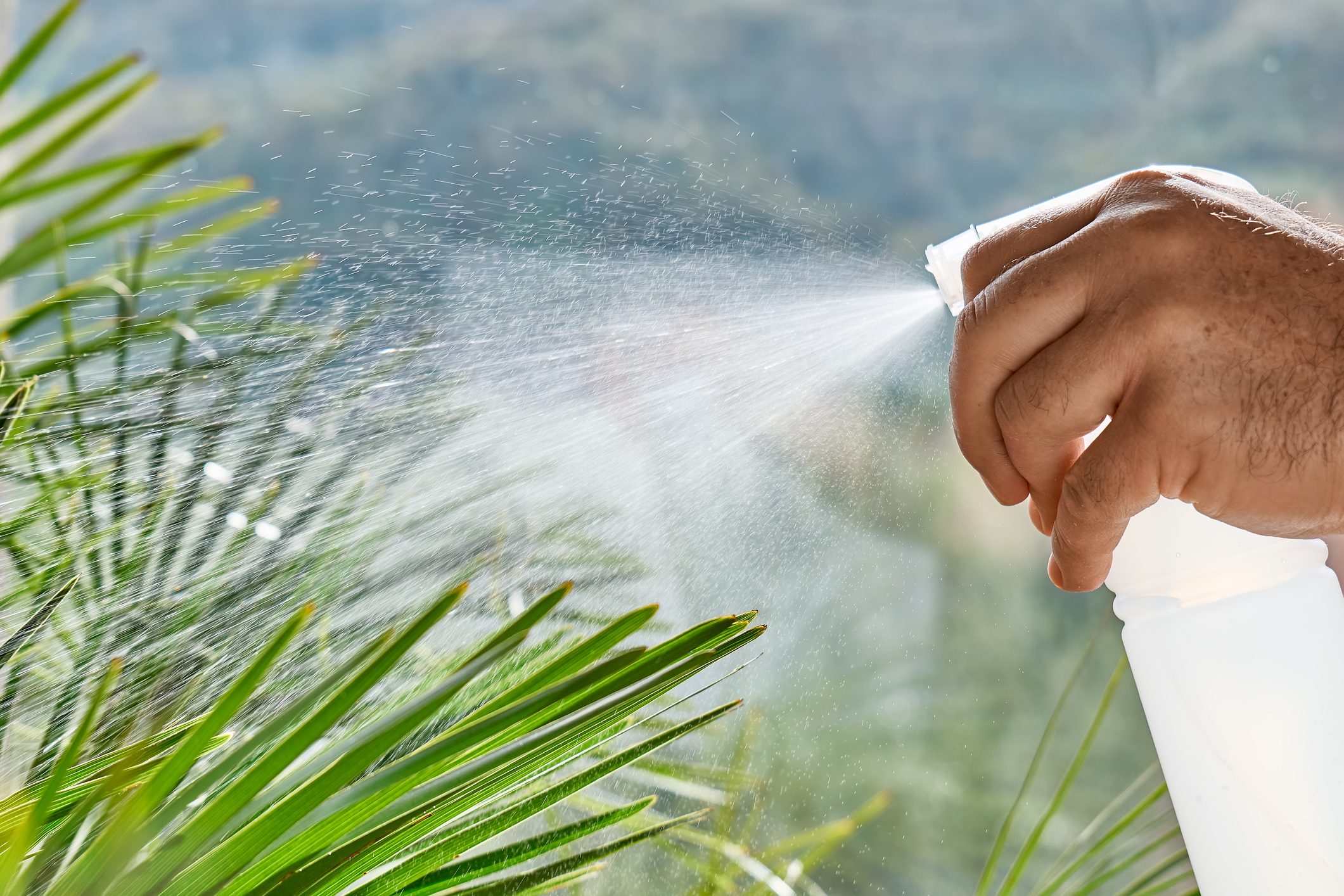 Man Is Spraying vinegar on plant