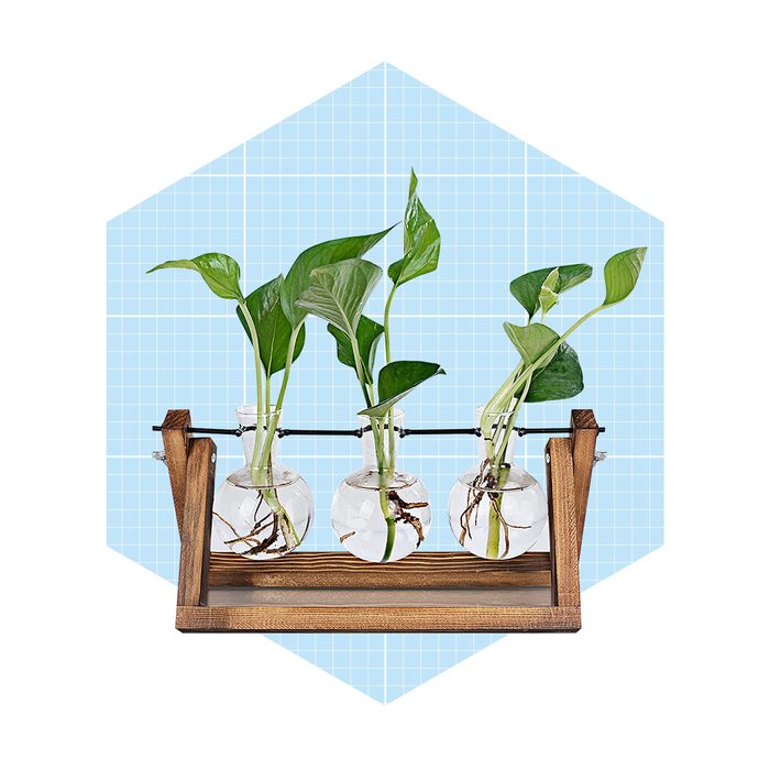 Three glass vases with rooted plants sit on a wooden stand, suspended in water, against a light blue grid background.