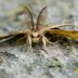 If You See a Spongy Moth, Here's What to Do
