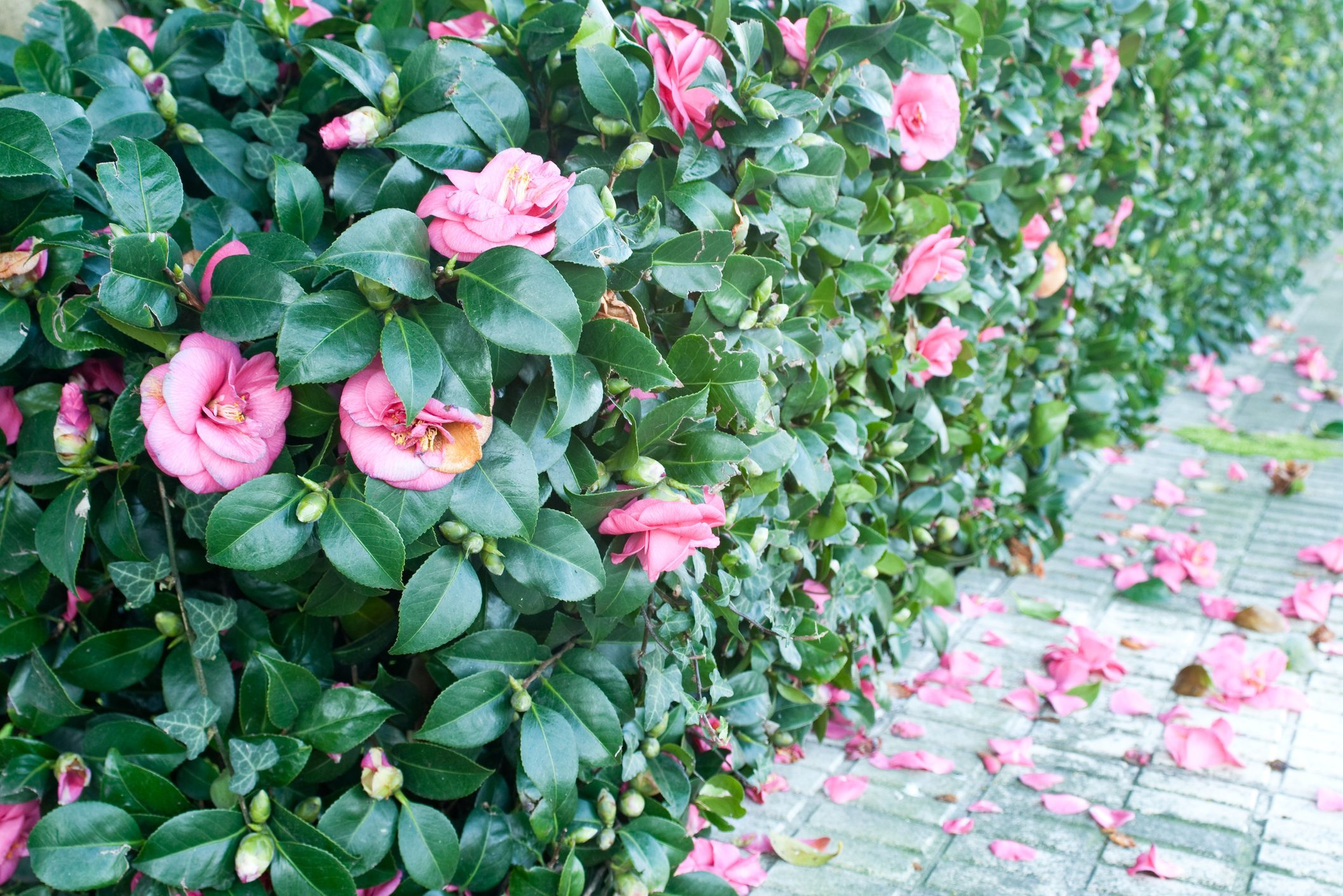 camellias