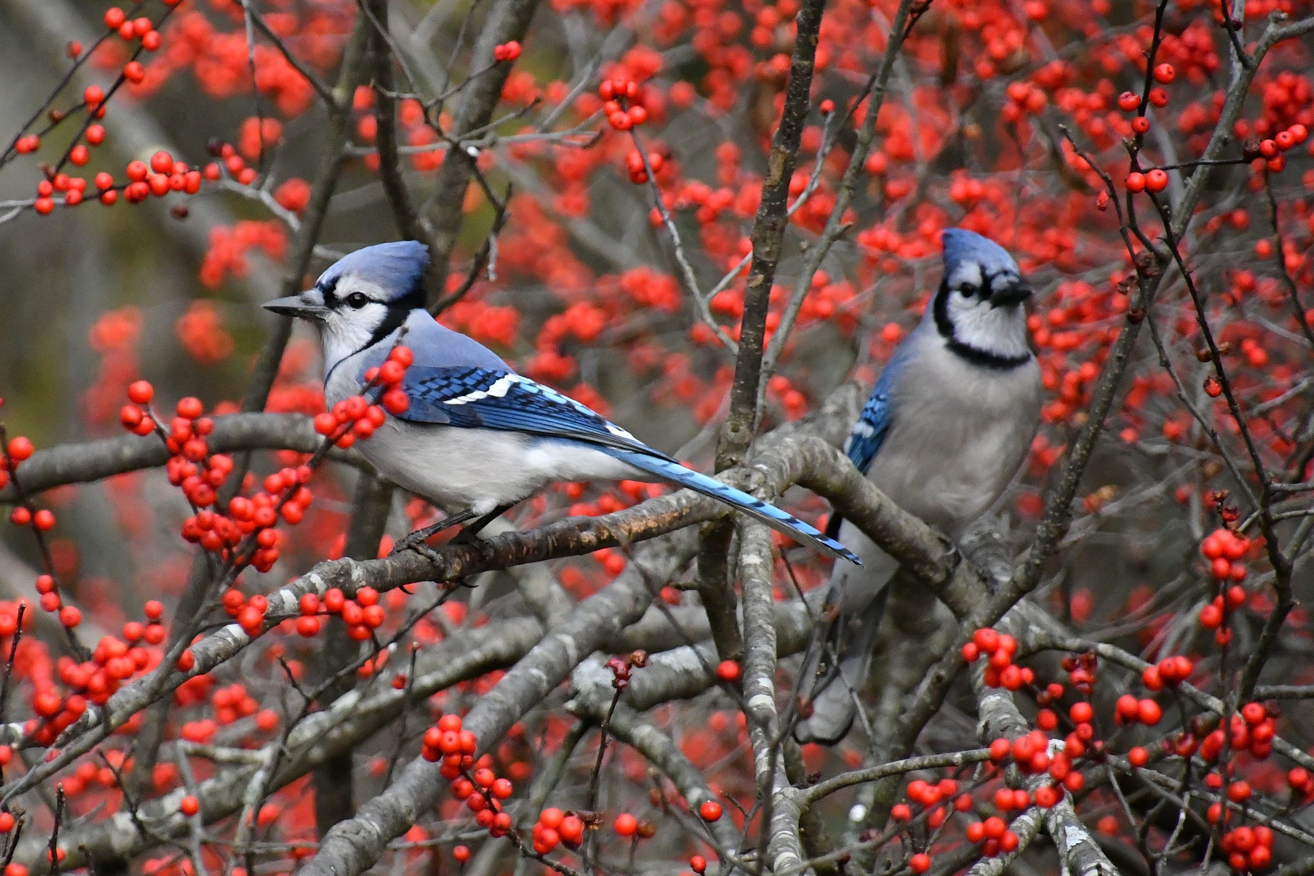 Blue jays in winterberry