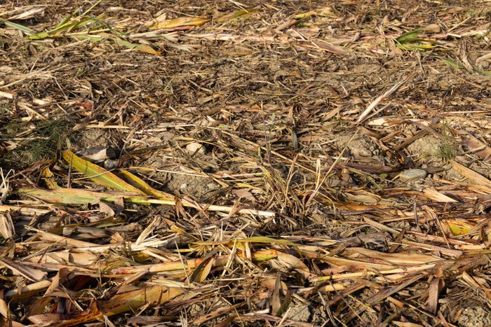 Dried corn stalks and leaves cover the ground, decomposing in a field, suggesting the end of a harvest season.