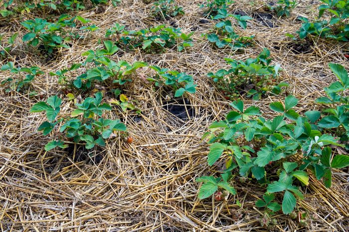 Strawberry plants grow among straw mulch, displaying green leaves and ripening fruit in a cultivated garden setting.