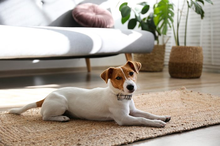 Small breed dog puppy with brown face.