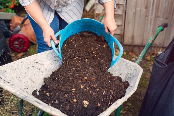 A person pours dark, rich soil from a blue bucket into a wheelbarrow, surrounded by gardening tools and greenery in a backyard setting.