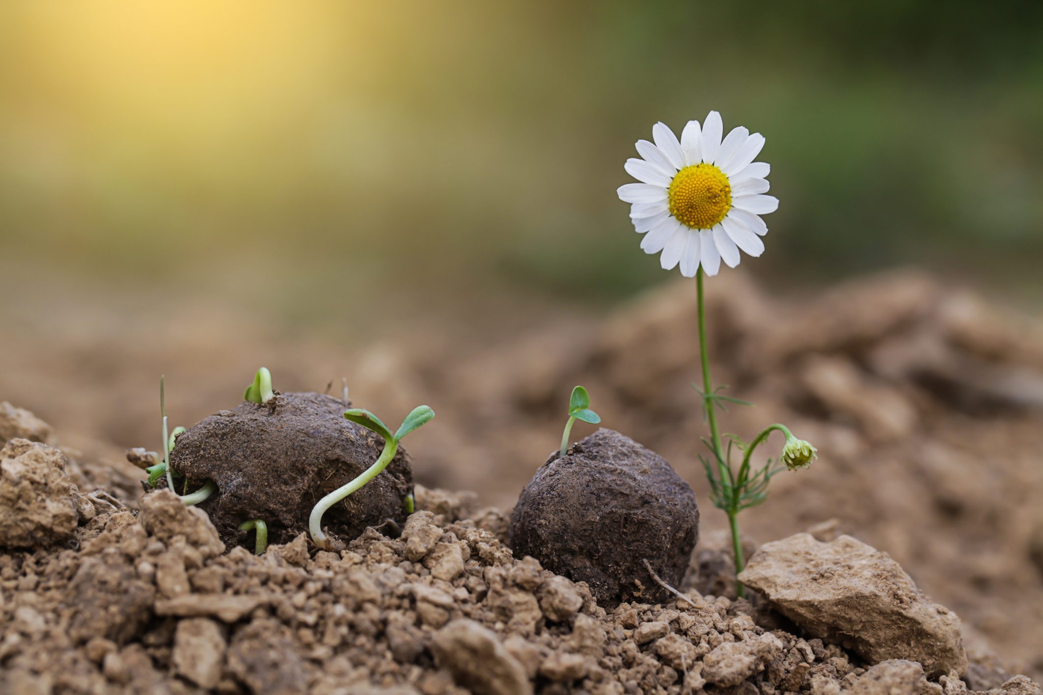 What Is Guerrilla Gardening?