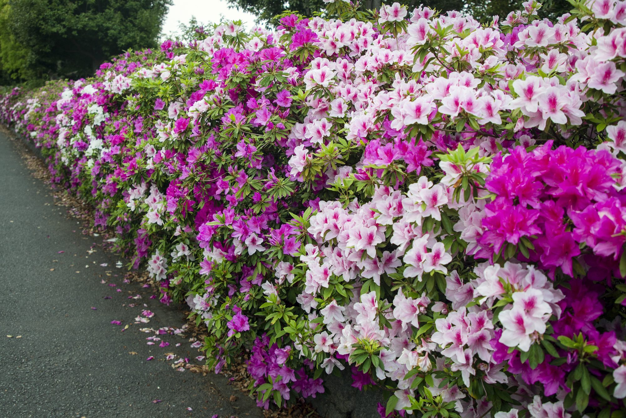 Azalea