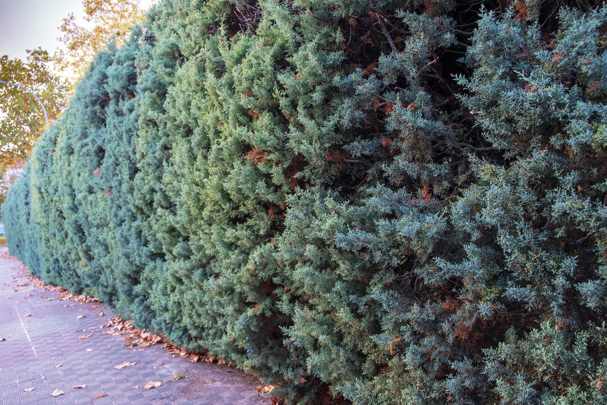 Evergreen juniper. Bright hedge