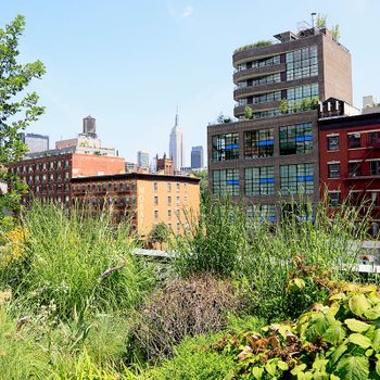 A lush rooftop garden features tall grasses and flowers, contrasting with a skyline that includes modern and historic buildings, highlighted by the Empire State Building.