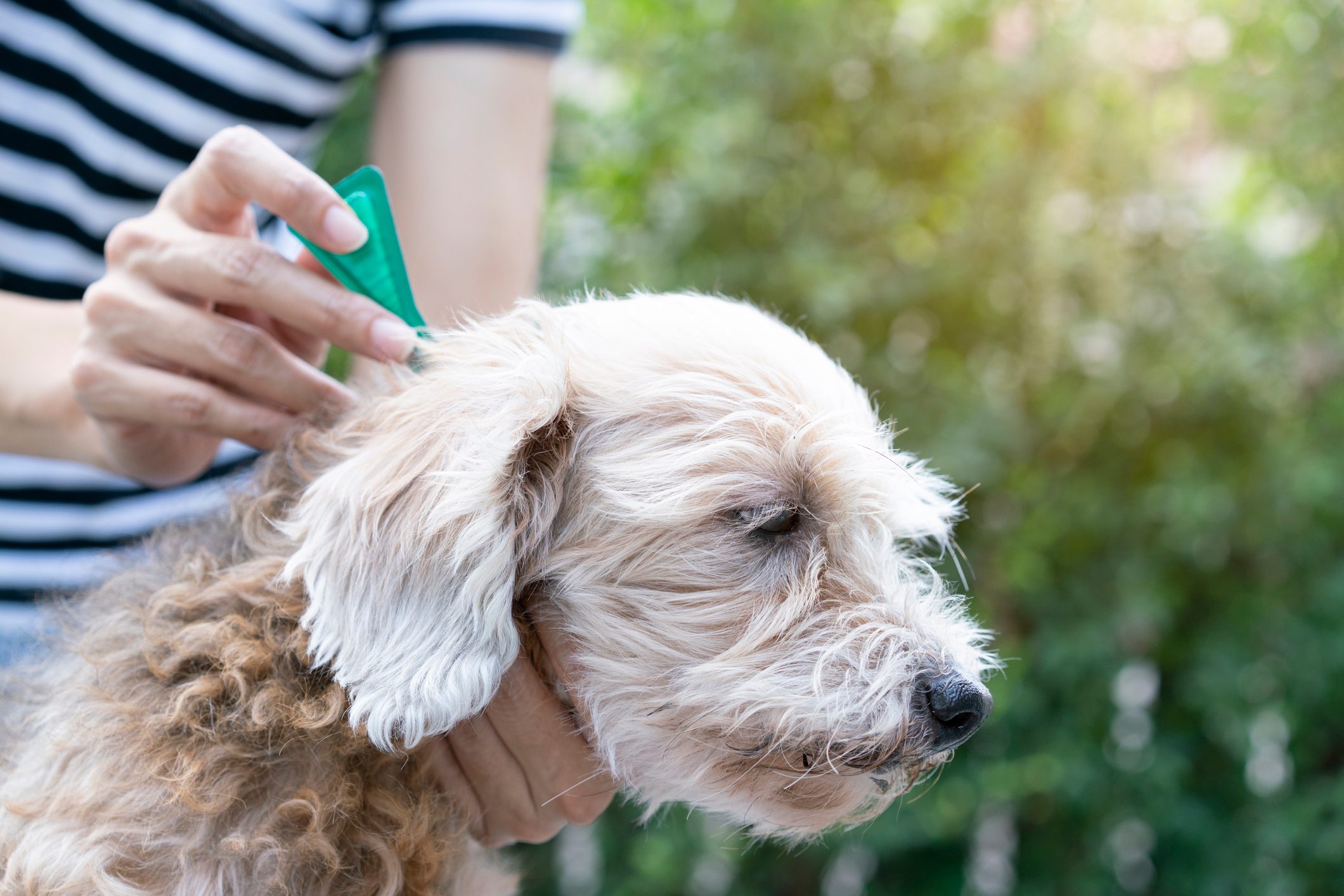 A person applies medication to a dog's ear in a natural, green environment, with the dog's eyes closed, suggesting a calm demeanor during care.