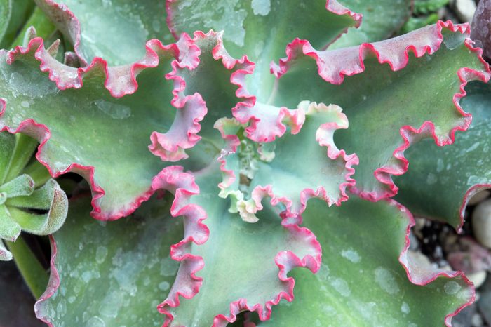 Ruffly Macro of Succulent, `Dick`s Pink`