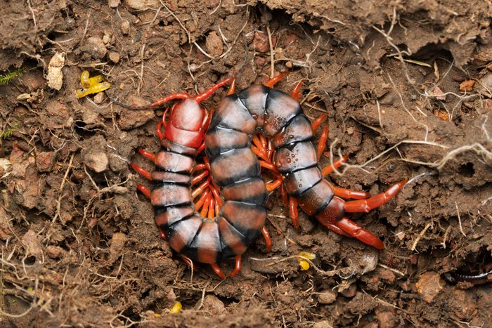 Indian Gaint centipede, Scolopendra hardwickei, Satara, Maharahtra, India