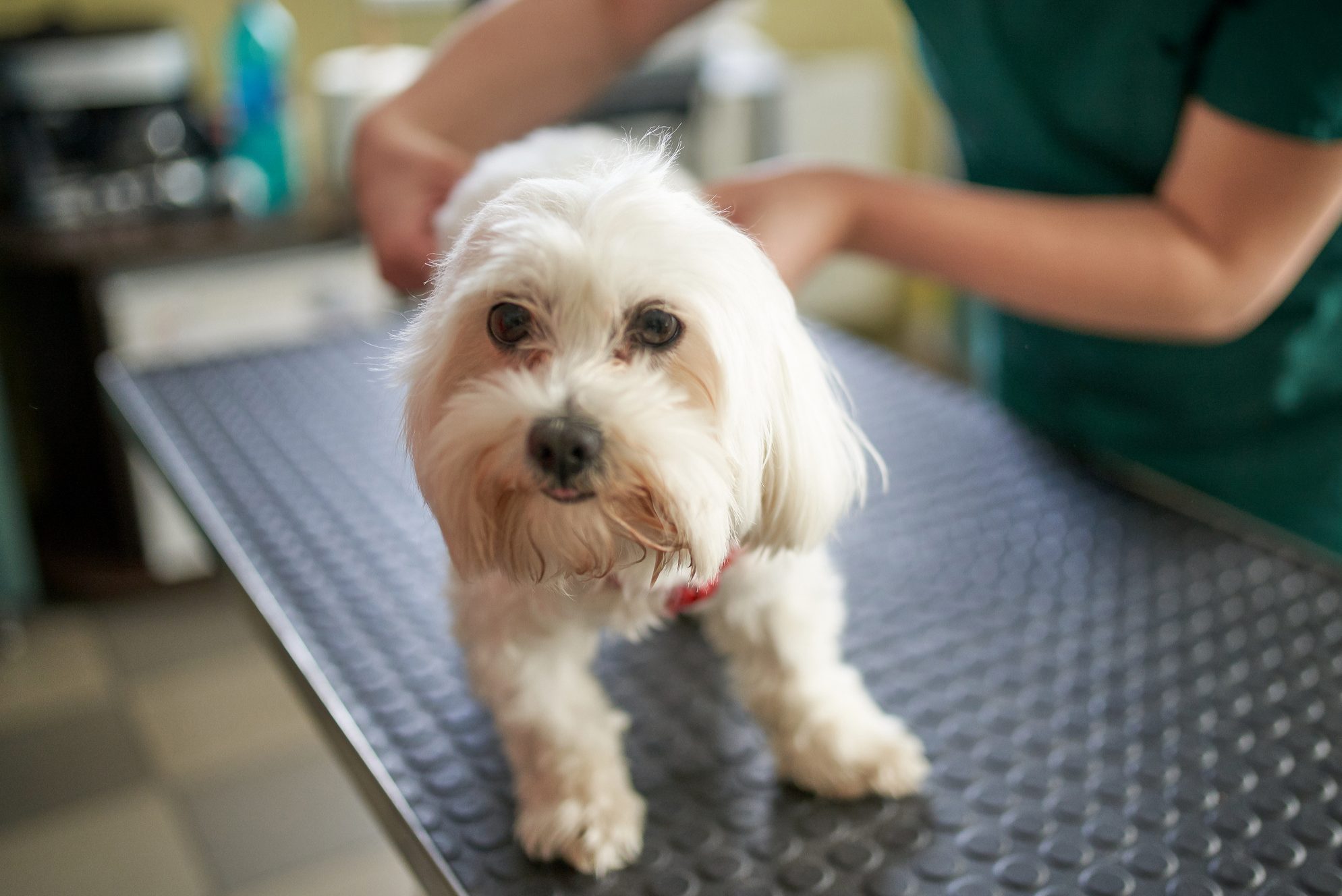 A small white dog stands on a grooming table while a person gently holds it, surrounded by a veterinary environment.