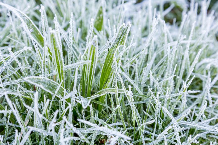 Frosted grass
